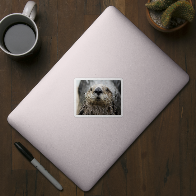 Sea Otter Face by DeniseBruchmanPhotography